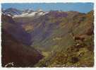 ISARD DES PYRENEES  - - Midi-Pyrénées