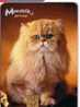 Cat - Gato - Katze - Felino - Chat - Matou - Gatto - Gatta - PERSIAN CAT - Chats