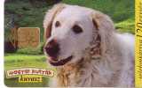 Dog - Hund - Chien - Clebs - Perro - Cane - Dogs - Kuvasz - Perros