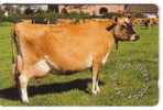 Cow – Kuh – Vaca - Vache – Vaccino – Vacca – Cows - No. 3 - Cows