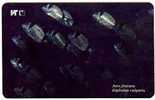 JATO FRATARA - Diplodus Vulgaris ( Croatie Rare I Serie Undersea ) Fish Poisson Fisch Pez Pescado Pesce Fishes Poissons* - Croatia