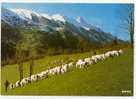 Les PYRENEES -  Troupeau De Moutons En Montagne  - - Midi-Pyrénées