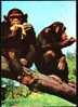 Pair Of Monkeys - Singes