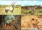 (4) Animals - Zebra, Oryx, Lion And Springbok - Lions