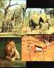 (4) Animals - Giraffe, Elephant, Lion And Impala - Elephants