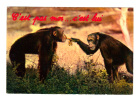 Singe: Ce N´est Pas Moi ... C´ Est Lui (05-2712) - Singes