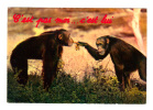 Singe: Ce N´est Pas Moi ... C´ Est Lui (05-2712) - Scimmie