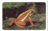 Animals - Frosch - Rana - Grenouille - Frog (frogs) - Toad - Germany City Zoo ( With Scratch , See Scan For Condition ) - Dschungel