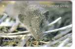 Jersey Islands - Animals - Fauna - Animal - Faune - Animaux - Lesser White Toothed Shrew - Jersey En Guernsey