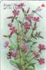 RED CAMPION - Jersey Island Old Card * Flora Flore Flowers Fleurs Blumen Fiori Flores Flower Fleur Blume - Flores