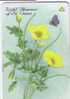 Jersey Islands - Flora ( Flore ) – Flowers – Blume (blumen) – Flor – Fleur ( Fleurs ) – Butterfly - Papillon - Yellow - Jersey Et Guernesey