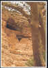 {18642} Carte Postale " USA , Arizona , Montezuma Castle " - Andere & Zonder Classificatie