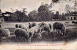MOUTONS - Moutons Chinois & Kalmouck (Croisement) - Breeding