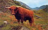 BOEUF DE KILOE - (Ecosse) - Bull