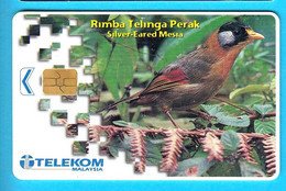 Malaysia - Malaisie - Fauna – Faune - Birds - Vogel - Voegel - Oiseau – Uccello – Pajaro - Bird - Rimba Telinga Perak - Malasia