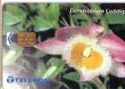 Malaysia - Malaisie - FFlora ( Flore ) – Flowers – Blume (blumen) – Flor – Fleur ( Fleurs ) – Struzzo - Dendrobium Lod. - Malaysia