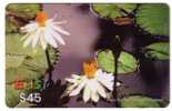 Flora ( Flore ) – Flowers – Blume (blumen) – Flor – Fleur ( Fleurs ) – Struzzo -  Lotus - Nenuphar - Water Lily - Blumen