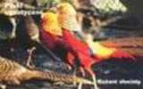 Fauna – Faune - Bird - Oiseau - Vogel - Voegel – Oiseaux - Uccello – Pajaro - EXOTIC BIRDS - No. 5 - Otros & Sin Clasificación
