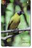 Singapore Fauna - Singapour  Faune - Birds - Oiseau - Vogel - Voegel – Oiseaux – Pajaro- Bird - B.Bulbul (code 24SIGC) - Singapour