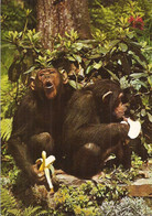 POSTCARD CHIMPANZEES Mint Card - Scimmie