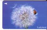 LADYBIRD ( Singapore ) - Coccinelle - Lady-bird - Coccinelles - Bug – Insect - Insecte - DAMAGED Card - Special Price - Singapur