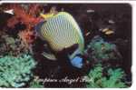 Singapore - Singapour - Fauna - Faune - Undersea - Underwatter - Marine Life - Fish - Poisson -  ( Code 28SIGC ) - Singapur
