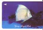 Singapore - Singapour - Fauna - Faune - Undersea - Underwatter - Marine Life - Fish - Poisson -  ( Code 28SIGA ) - Singapore