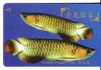 Singapore - Singapour - Fauna - Faune - Undersea - Underwatter - Marine Life - Fish - Poisson - Fishes ( Code 100SIGD ) - Singapore