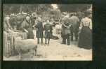 Vichy. Foire Aux Moutons. Beau Cliché, Vue Rapprochée - Fiere