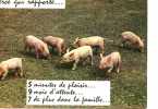 COCHONS - UN TIERCE Qui Rapporte - 597 - Cochons