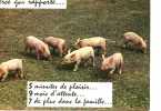 COCHONS - UN TIERCE Qui Rapporte - 597 - Cerdos