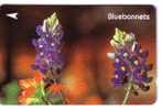 Singapore - Singapour - Flora ( Flore ) –fleur(fleurs)- Flowers –blume (blumen)–flower - Bluebonnets ( Code 32SIGD ) - Singapur