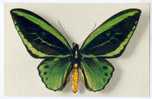 ORNITHOPTERA ARUANA. Edité Par Le COMITE NATIONAL DE L'ENFANCE. - Schmetterlinge