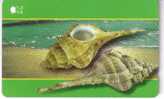 SEA SHELL - Coquille - Seashells – Conchiglia – Muschel – Seashell – Muszle - Shells - MUREX MAL - Fische