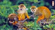 Chine : Entier Carte Tombola Voyagée, Illustrée Singes. Superbe ! - Monkeys