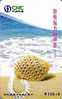 SEA SHELL - Coquille - Seashells – Conchiglia – Muschel – Seashell – Muszle - Shells - Concha Marina - - Poissons