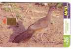 Fauna – Faune - Animaoux - Birds - Oiseau - Vogel - Voegel – Oiseaux - Uccello – Pajaro - Bird - Uruguay CHARATA - Other & Unclassified