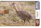 Fauna – Faune - Animaoux - Birds - Oiseau - Vogel - Voegel – Oiseaux - Uccello – Pajaro - Bird - Uruguay MARTINETA - Sonstige & Ohne Zuordnung