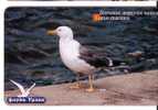 Fauna Urala – Faune - Animaoux - Birds - Oiseau - Vogel - Oiseaux –pajaro- Bird -Russia Gull- LARUS MARINUS ( See Scan ) - Altri & Non Classificati