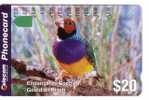 ENDANGERED SPECIES - GUOLDIAN  FINCH (Australia Old Card) Oiseau Vogel Voegel Oiseaux Uccello Pajaro Bird - Australie