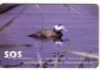 Fauna – Faune - Birds - Oiseau - Vogel - Voegel – Oiseaux - Uccello – Pajaro - Bird - Bulgaria Duck OXYURA LEUCOCEPHALA - Other & Unclassified