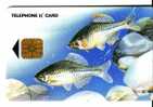 Undersea – Underwater - Marine Life – Fish – Fisch – Poisson – Pez – Pesci - Fishes - Korea CHIP Card - Fish