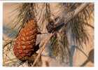 Cigale Sur Une Branche De Pin (05-3735) - Insekten