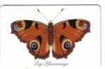 Fauna - Faune - Butterfly - Papillon - Butterflies - Schmetterling - Mariposa - Papillons - Germany TAG - PFAUENAUGE - Vlinders