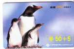 Bird - Oiseaux - Birds - Oiseau - Manchot - Pingouin – Penguin - Penguins - Pingouins -  Pinguin - Pinguine – # 3. - Pinguïns & Vetganzen