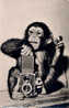 SINGE PHOTOGRAPHE - CAMÉRA PHOTO : ROLLEIFLEX - CARTE ´VRAIE PHOTO´ - HONGRIE, 1961 (x-261) - Scimmie