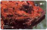RED SCORPION FISH - Scorpaena Scrofa ( Croatie Rare - I Serie ) Fish Poisson Fisch Pez Pescado Pesce Fishes Poissons* - Poissons