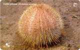 ECHINUS ACUTUS ( Croatia ) - Sea Urchin - Oursin - Seeigel - Erizo De Mar - Riccio Di Mare *** Undersea - Veliki Ježinac - Poissons