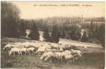 WOLUWE   - PARC DE WOLUWE    LES MOUTONS - Woluwe-St-Lambert - St-Lambrechts-Woluwe