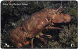 SCYLLARIDES L. ( Croatia ) - Undersea - Underwater - Marine Life - Crab - Crabe - Krabbe - Cangrejo - Granchio - Baba - Fische